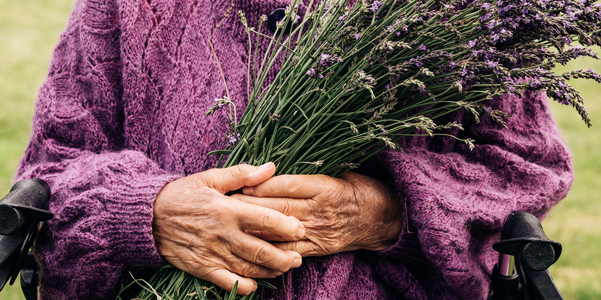 An elderly woman holding fresh lavender